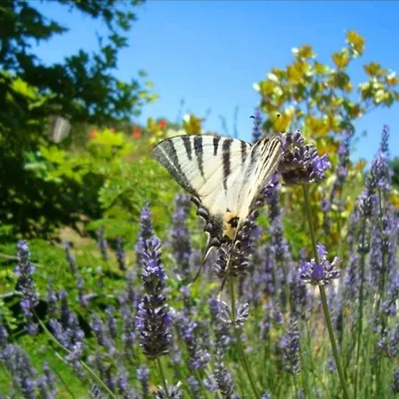 Kalamies - Secluded * Skala (Kefalonia)